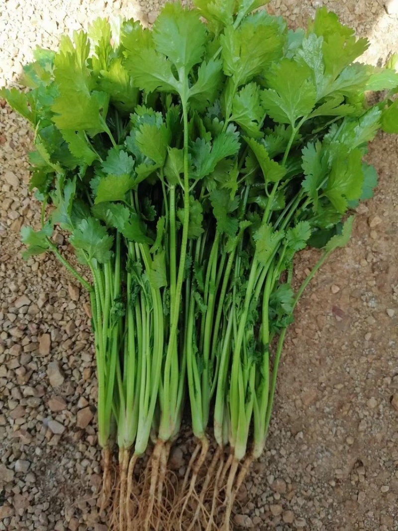 【精选】云南大叶香菜，供应货量充足，产地直发，欢迎采购