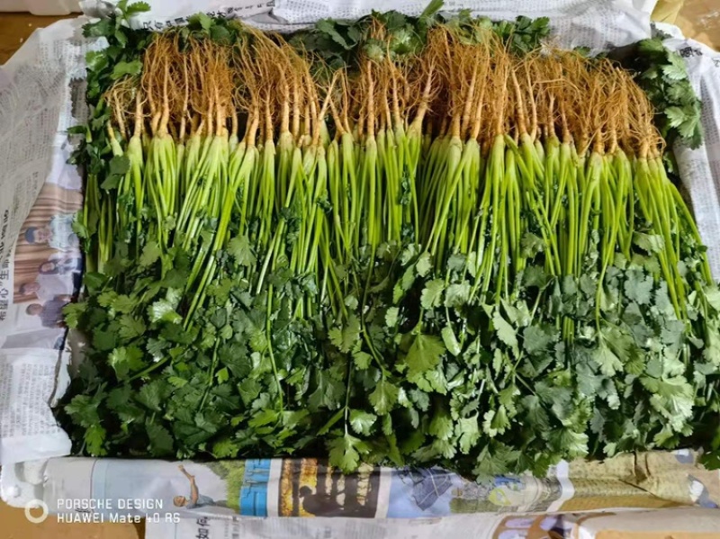【精选】云南大叶香菜，供应货量充足，产地直发，欢迎采购