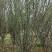 丛生木槿，规格齐全，适应公园绿化，小区绿化，
