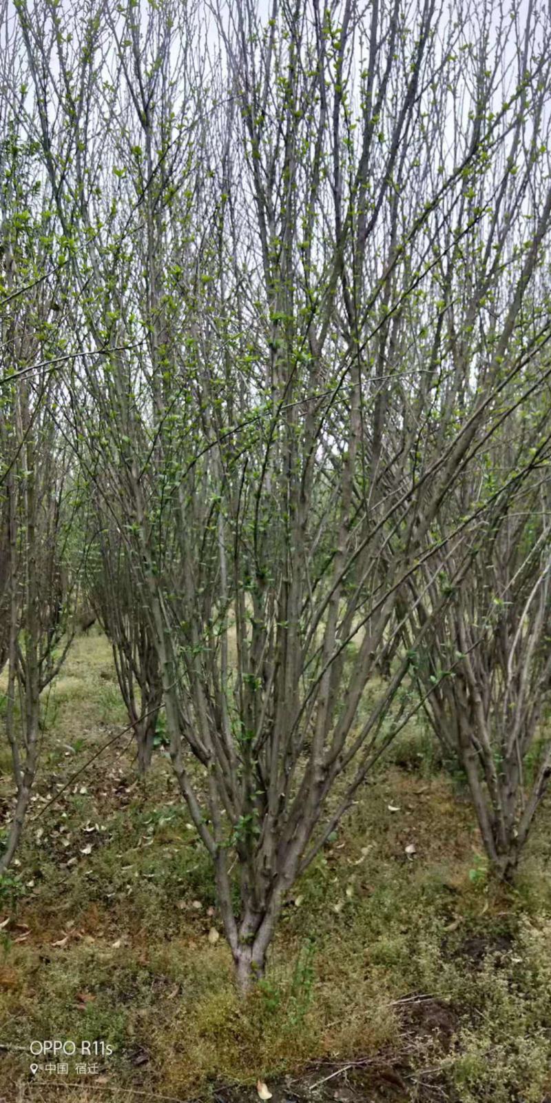 丛生木槿，规格齐全，适应公园绿化，小区绿化，
