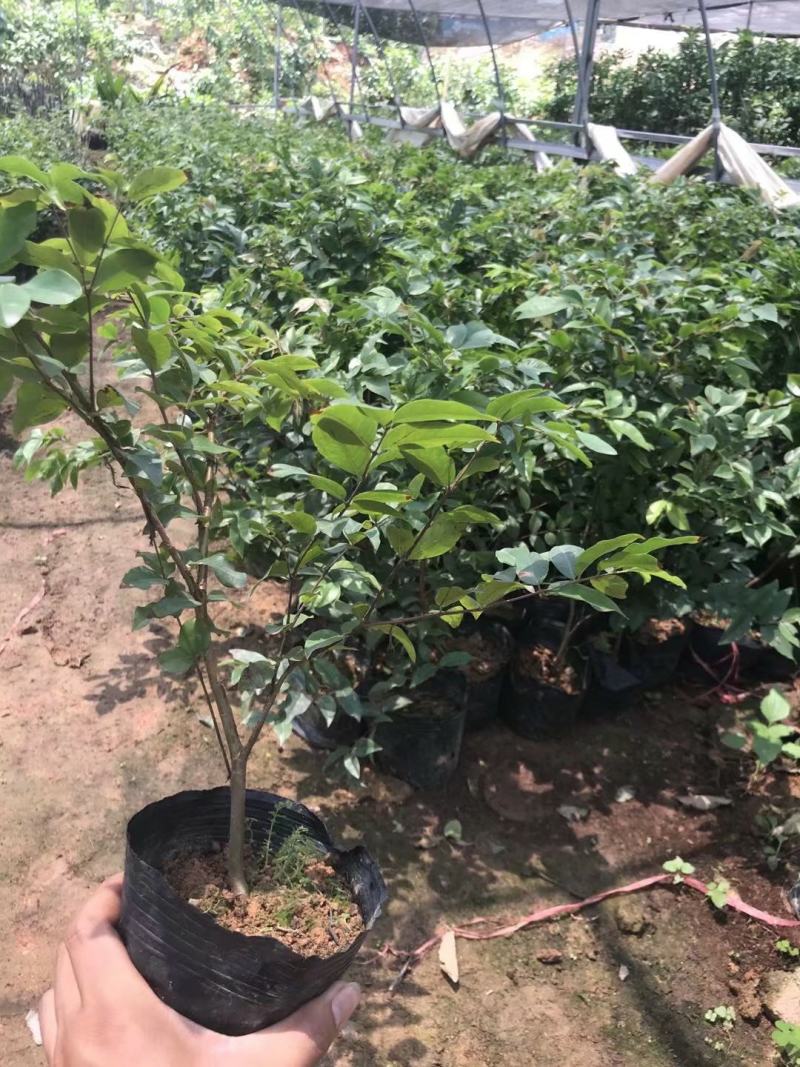 艾斯卡嘉宝果苗四季嘉宝果苗正品果苗包邮