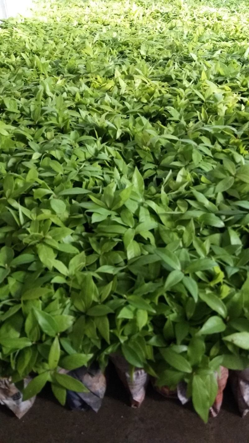 金丝楠木小苗，楠木小苗，一手货源技术指导，苗场直供