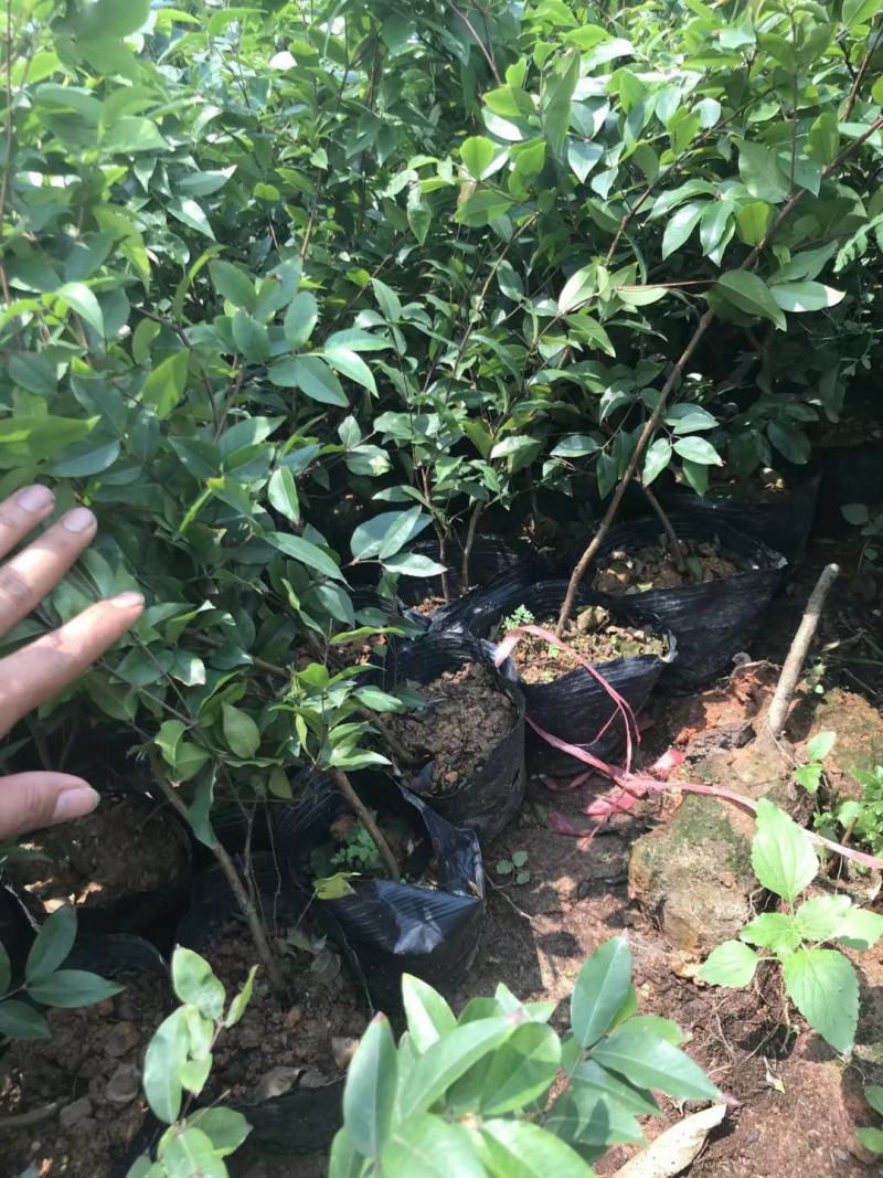 沙巴嘉宝果苗嘉宝果苗1-8年苗正品台湾嘉宝果苗