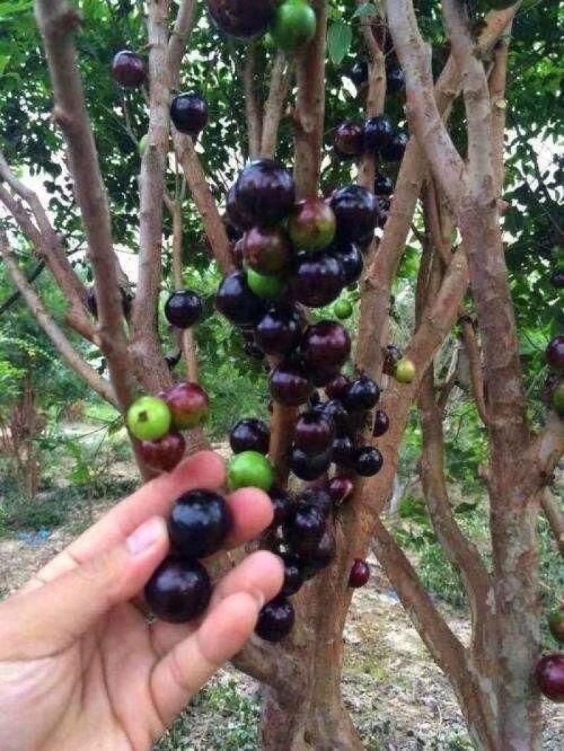 沙巴嘉宝果苗嘉宝果苗1-8年苗正品台湾嘉宝果苗