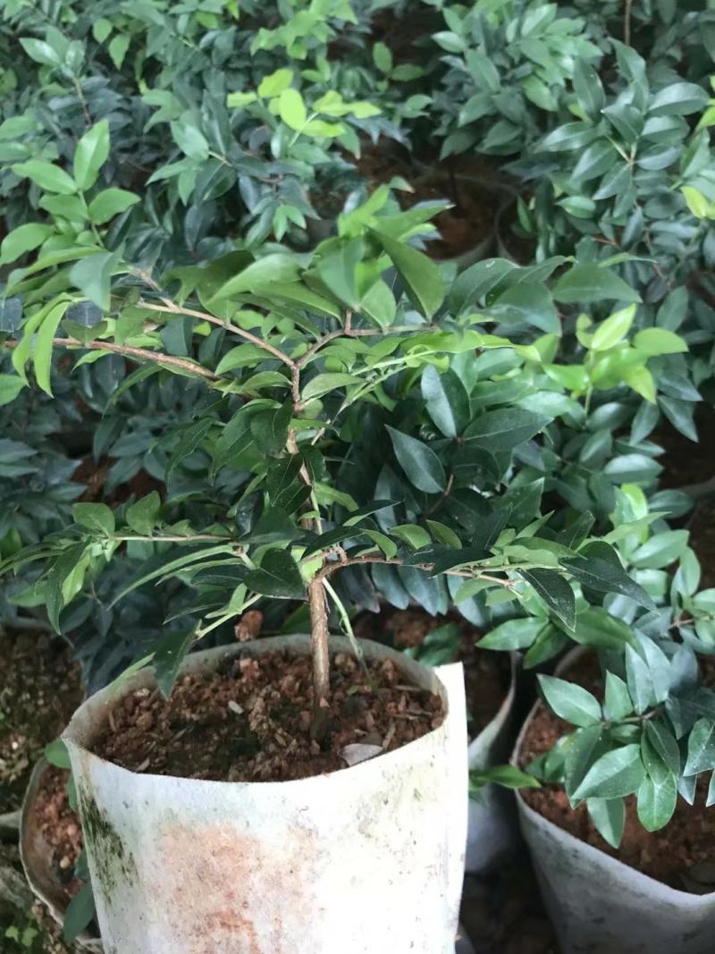 沙巴嘉宝果苗嘉宝果苗1-8年苗正品台湾嘉宝果苗