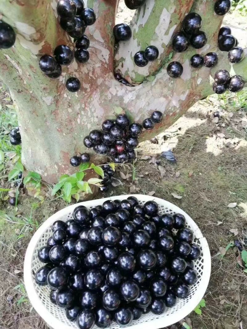沙巴嘉宝果苗嘉宝果苗1-8年苗正品台湾嘉宝果苗