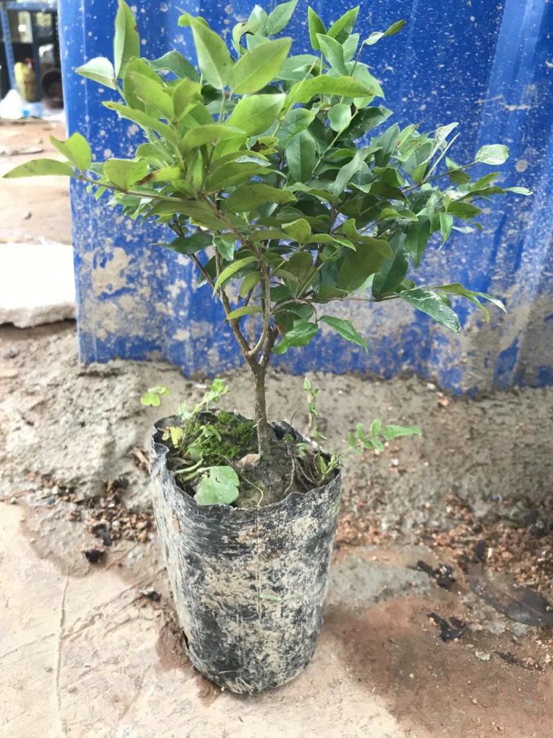 沙巴嘉宝果苗嘉宝果苗1-8年苗正品台湾嘉宝果苗