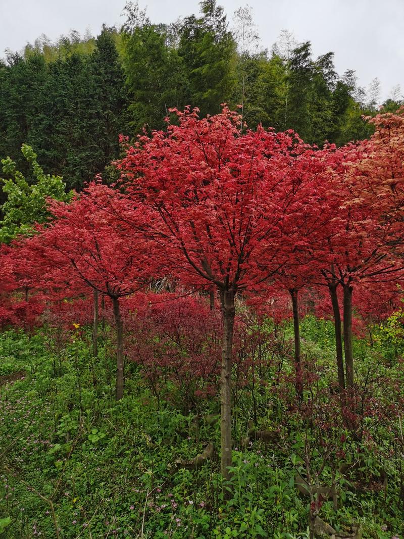 大量红枫，日本红枫，日本红舞姬，小叶红。颜色鲜艳！
