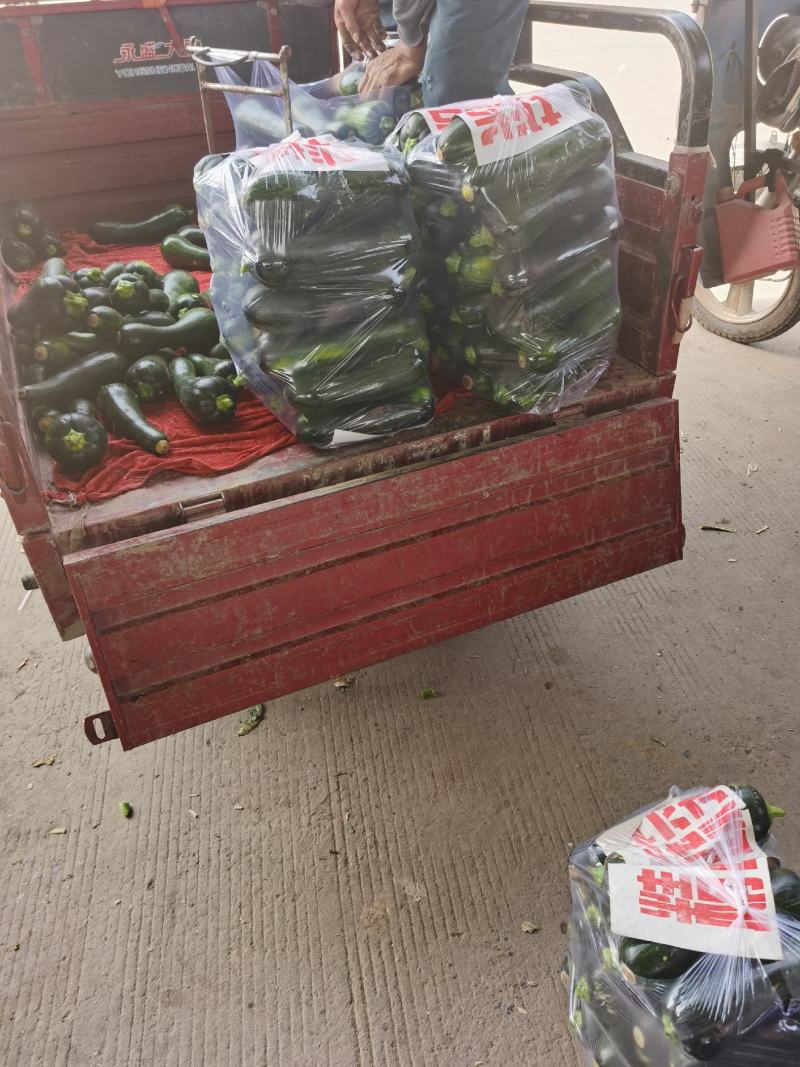 黑皮南瓜1~2斤以上长条形