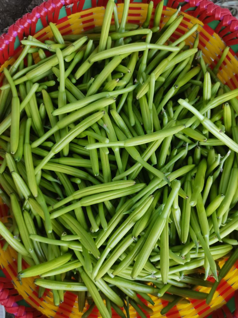 黄花菜