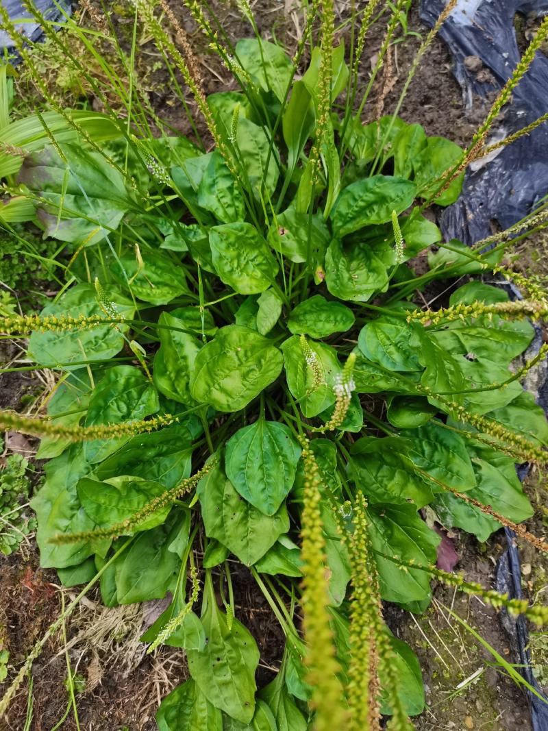 车前草