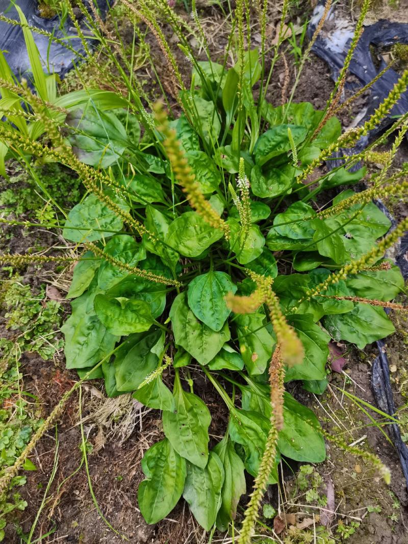 车前草
