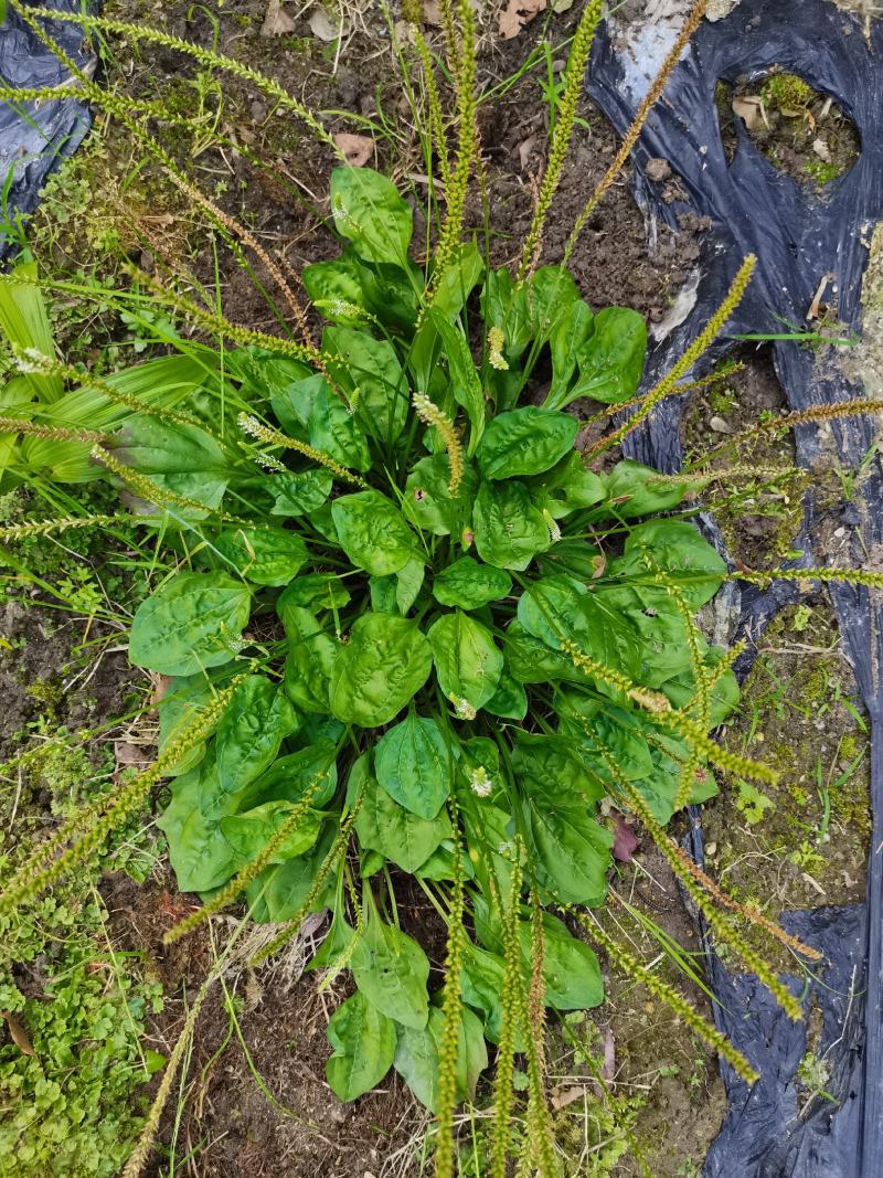 车前草