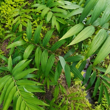 种植黄精