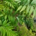 种植黄精
