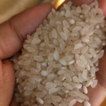 东北五常粳稻专供鲜米机无杂质。