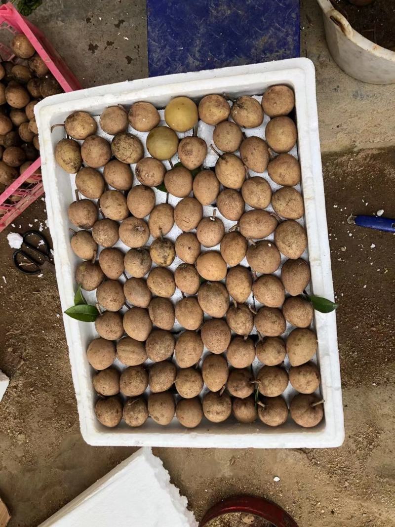 人心果果子纯蜜甜无酸味，营养价值极高，男女老少皆宜