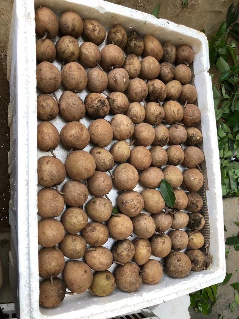 人心果果子纯蜜甜无酸味，营养价值极高，男女老少皆宜