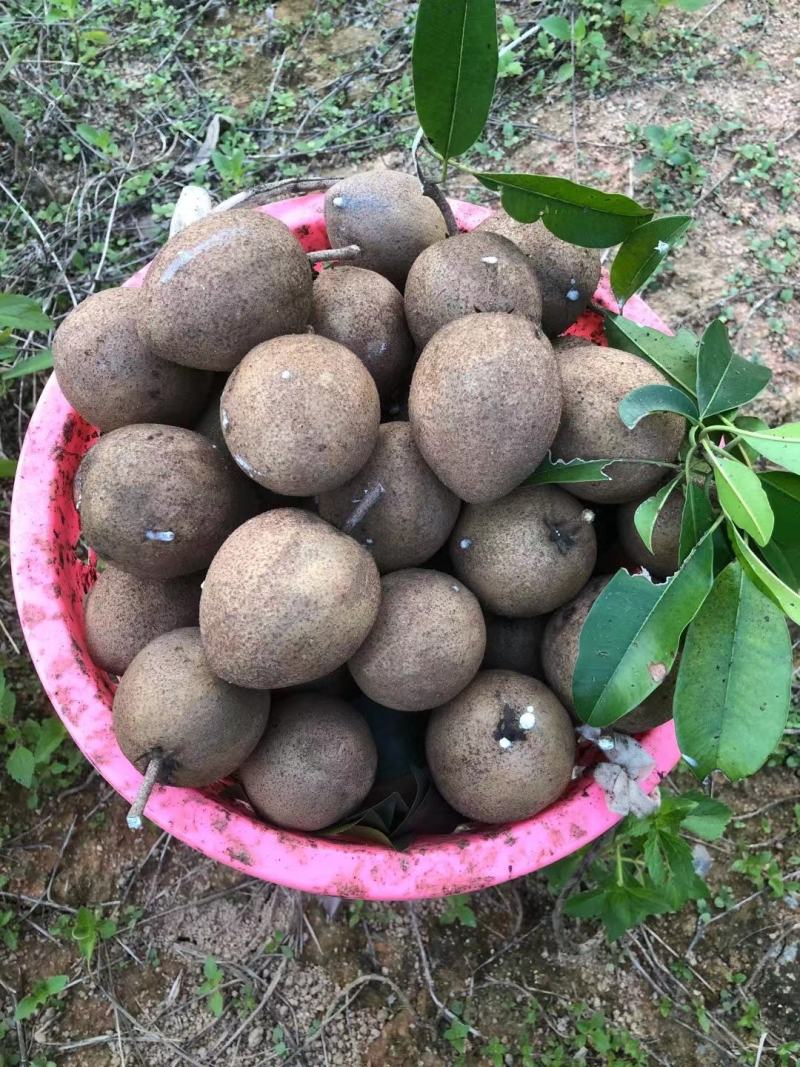 人心果果子纯蜜甜无酸味，营养价值极高，男女老少皆宜