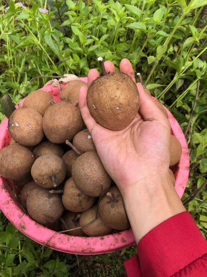 人心果果子纯蜜甜无酸味，营养价值极高，男女老少皆宜