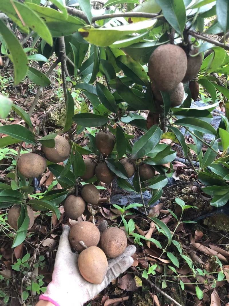 人心果果子纯蜜甜无酸味，营养价值极高，男女老少皆宜