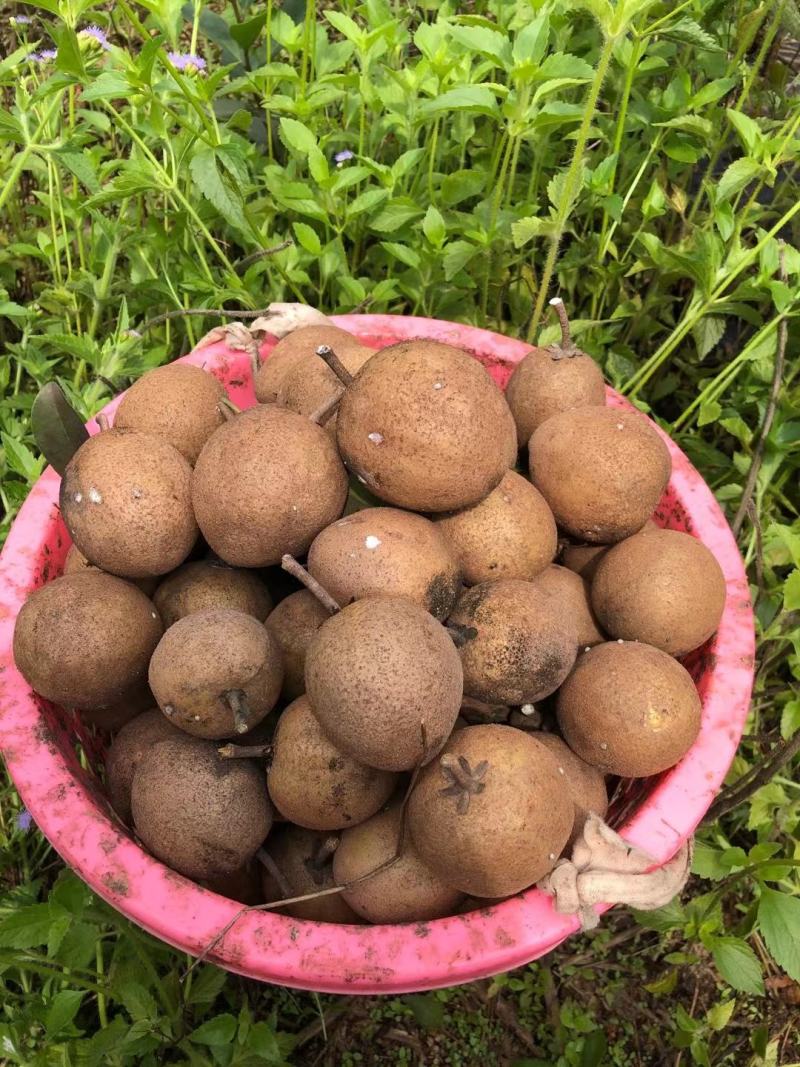 人心果果子纯蜜甜无酸味，营养价值极高，男女老少皆宜
