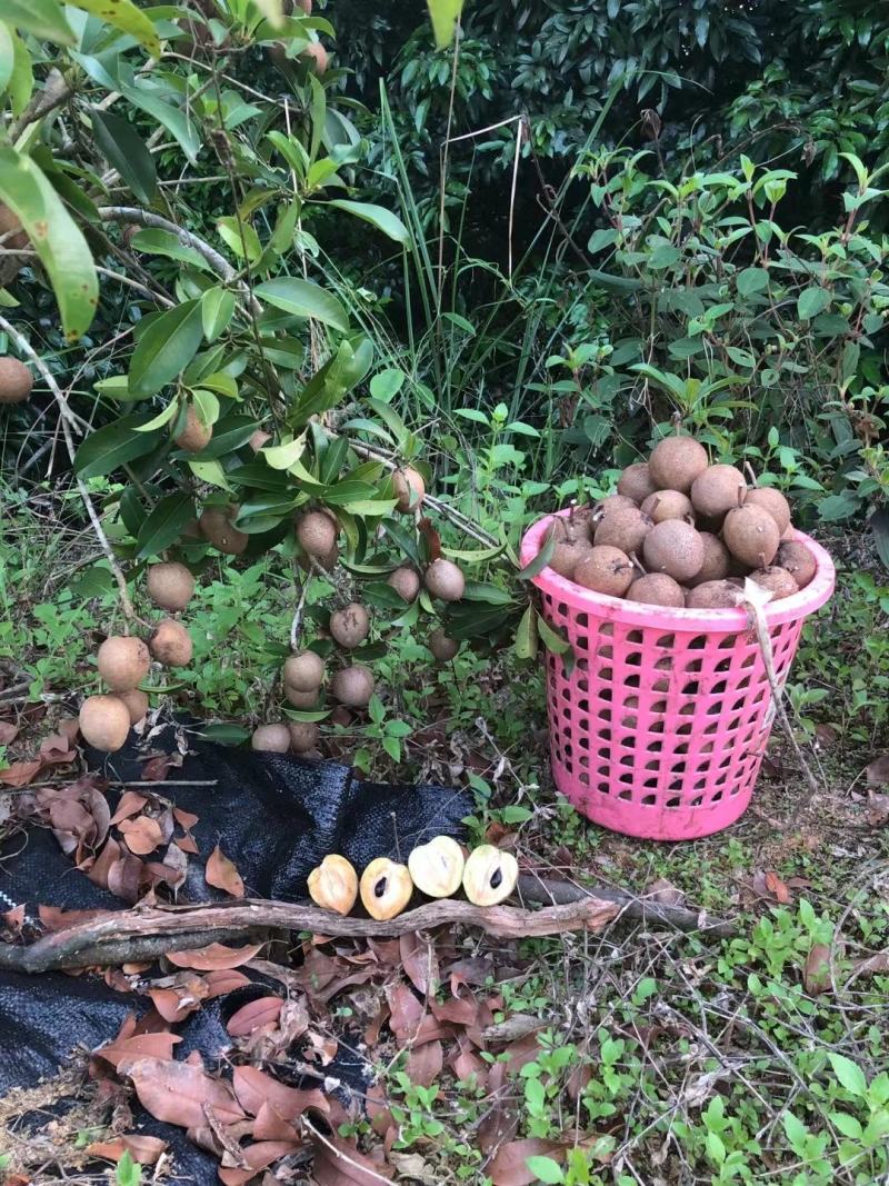 人心果果子纯蜜甜无酸味，营养价值极高，男女老少皆宜