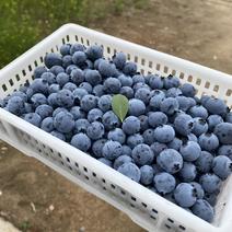 山东蓝莓鲜果大棚头茬质量保证大量供应