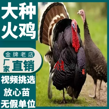 火鸡苗青铜火鸡苗【提供产、供、销一条龙服务】