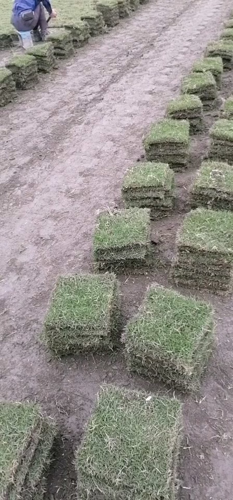 马尼拉草块(方块)