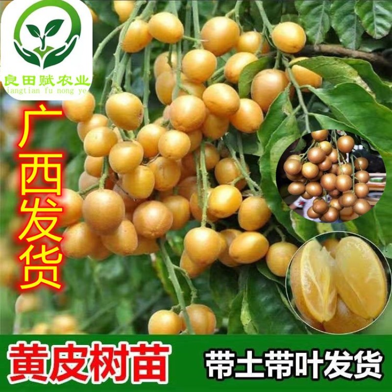 黑黄皮果树广西黄皮特大果苗
