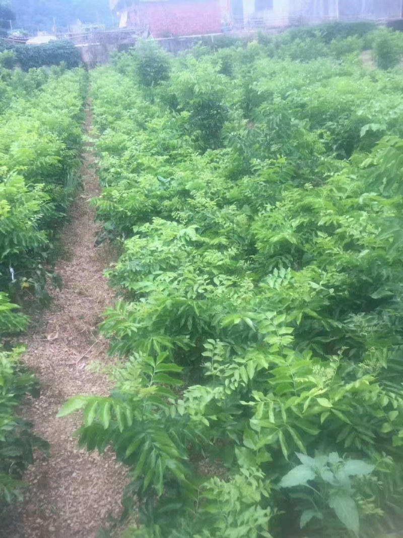 黑黄皮果树广西黄皮特大果苗