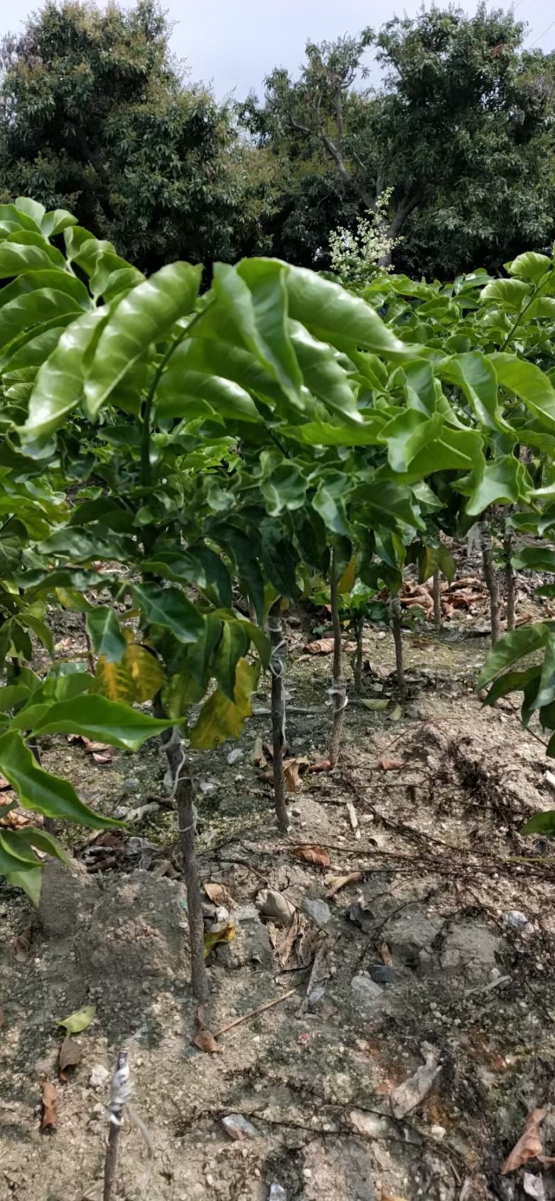 黑黄皮果树广西黄皮特大果苗