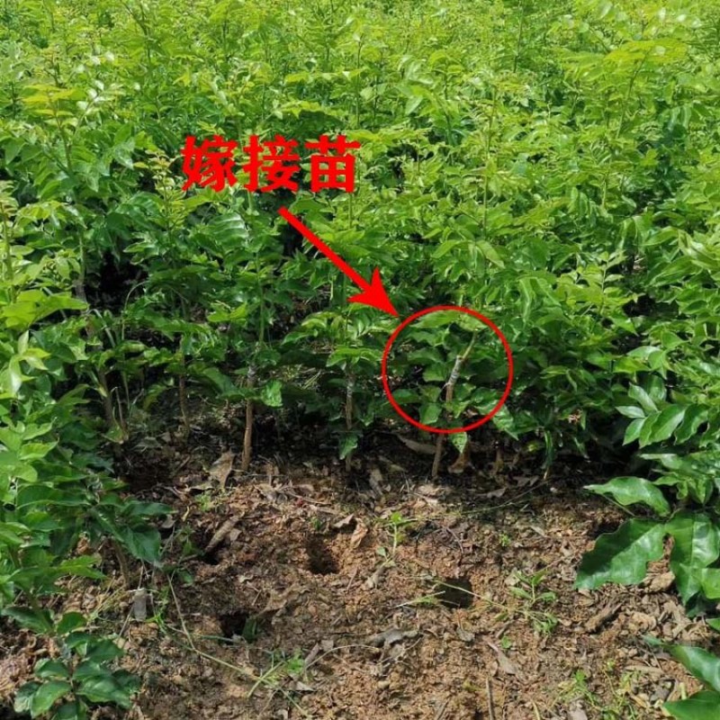黑黄皮果树广西黄皮特大果苗