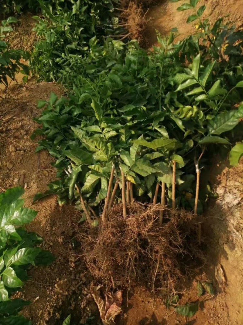 黑黄皮果树广西黄皮特大果苗