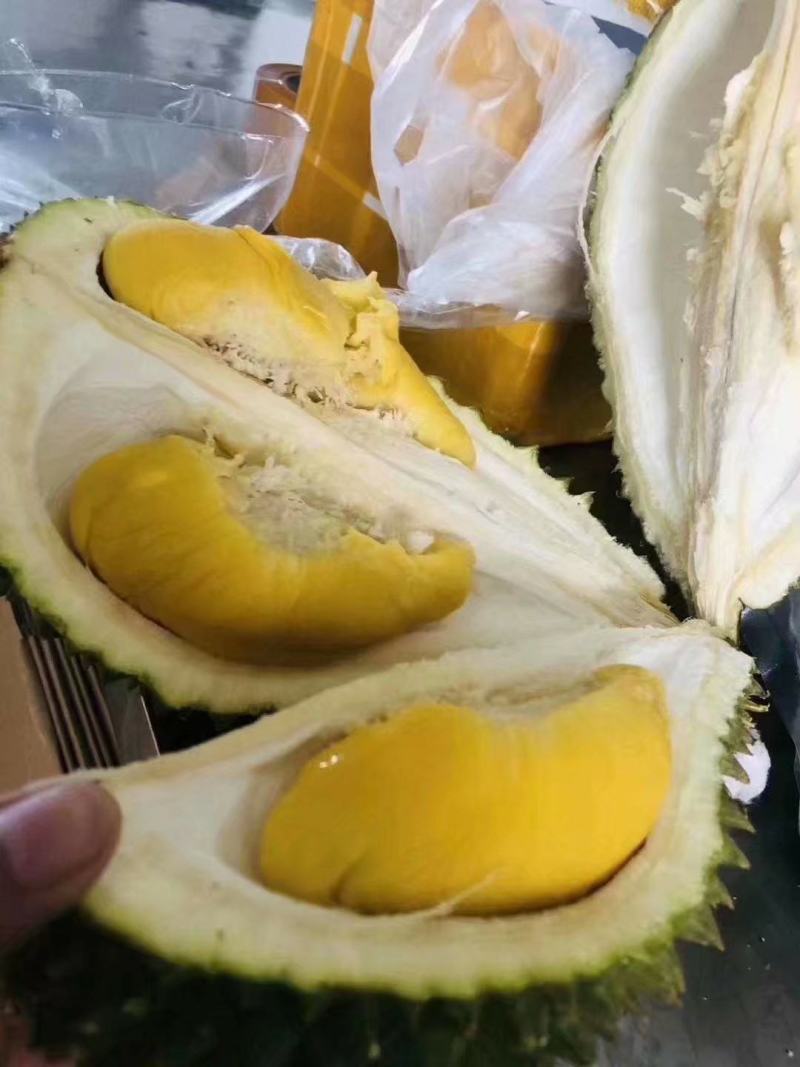 猫山王榴莲苗榴莲苗果肉结实饱满气味香甜包邮