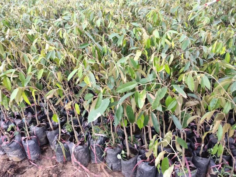 猫山王榴莲苗榴莲苗果肉结实饱满气味香甜包邮