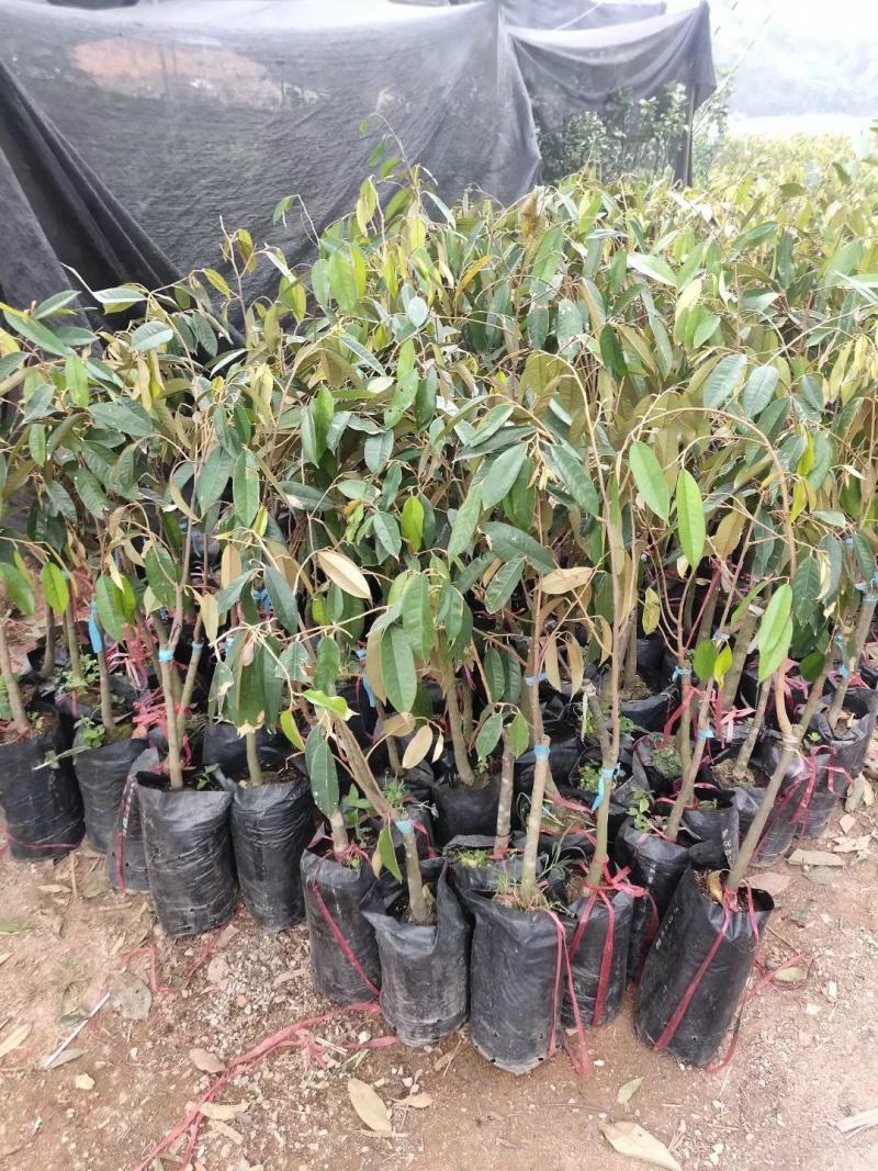 猫山王榴莲苗榴莲苗果肉结实饱满气味香甜包邮