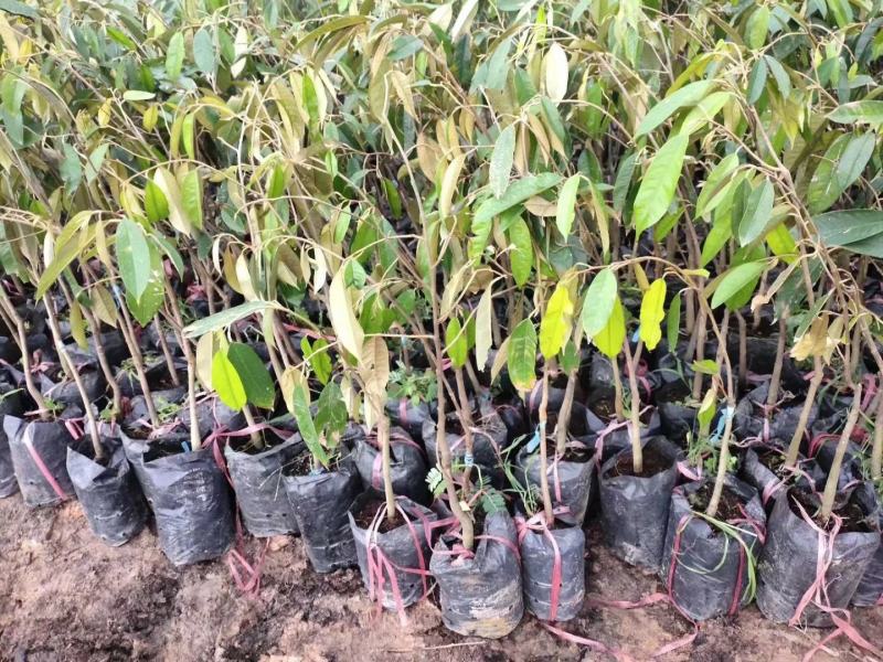 猫山王榴莲苗榴莲苗果肉结实饱满气味香甜包邮