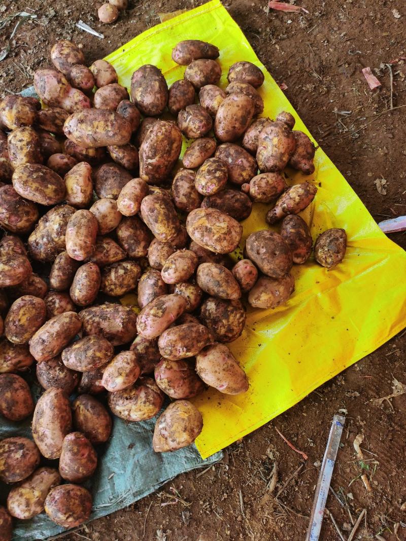合作88号，红皮黄心