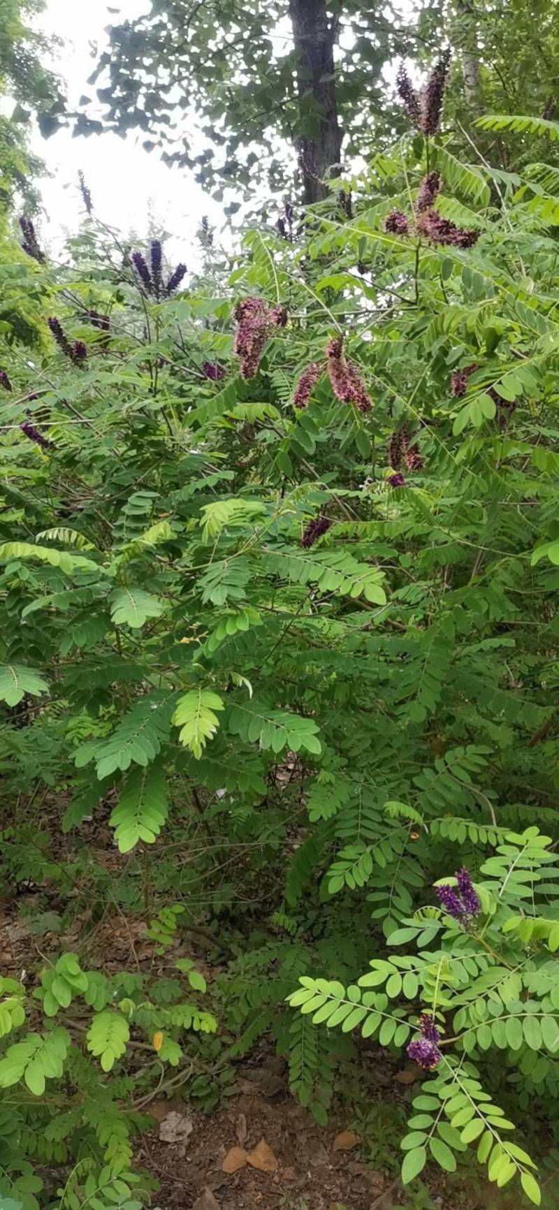 刺槐，大小规格齐全现要现起保成活率高，基地直供一手货源。