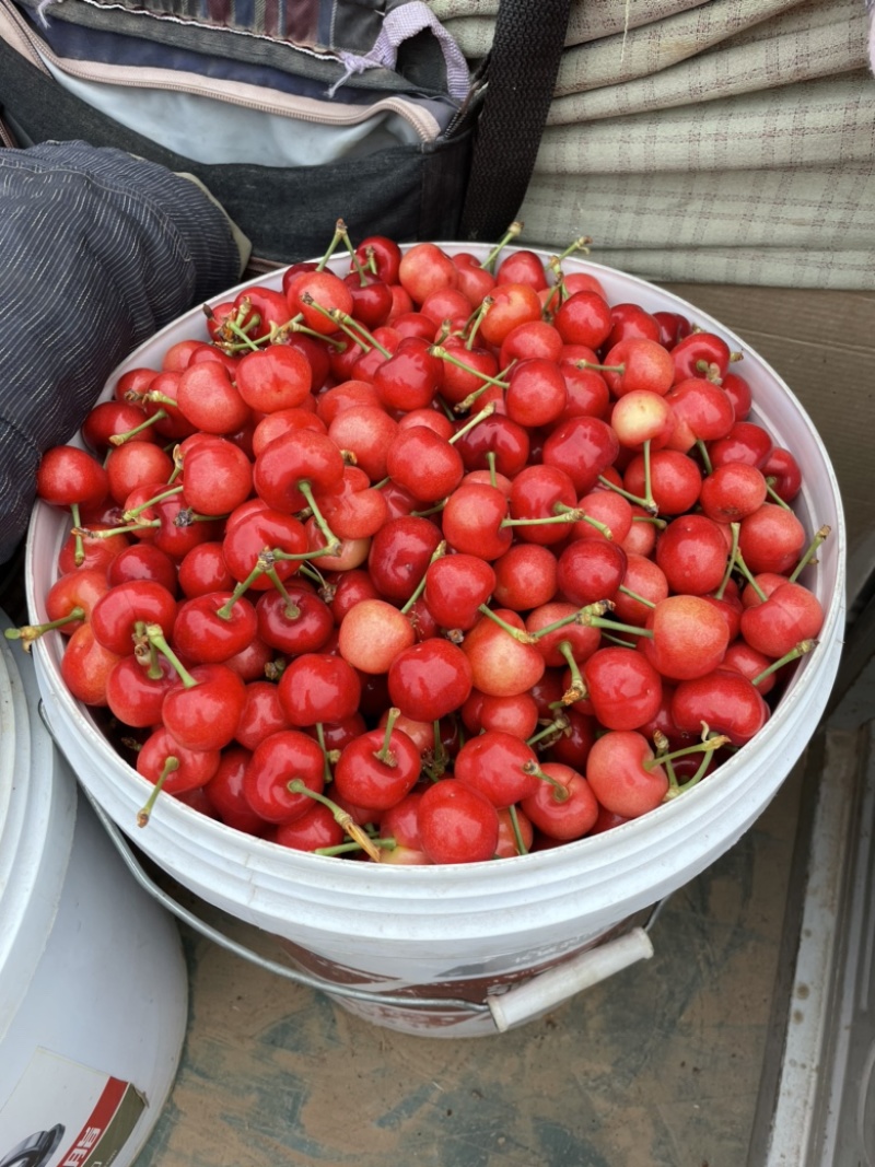 山东大樱桃早大果红灯美早多个品种开始上市