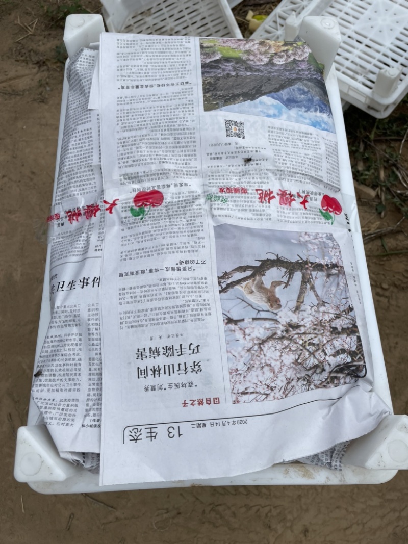 山东大樱桃早大果红灯美早多个品种开始上市