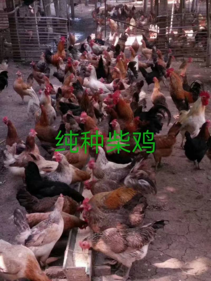 恒远禽业出售以下品种鸡苗