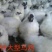 恒远禽业出售以下品种鸡苗