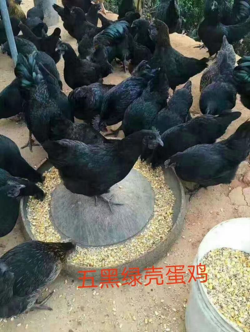 恒远禽业出售以下品种鸡苗