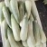 【货源充足】山东费县甜瓜绿宝石诚信第一合作共赢宁
