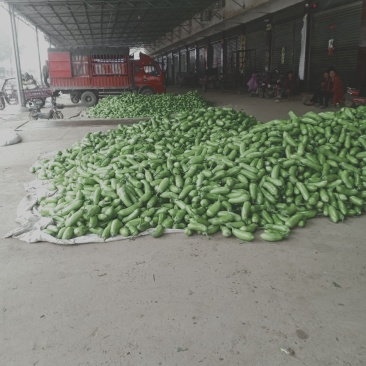 诚信经营青茄子大量共应