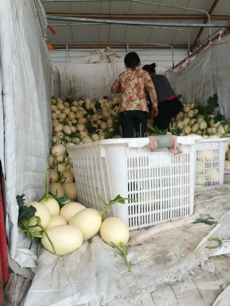红肉脆梨，各种八里香甜瓜5月份上市，绿色无公害，品种多