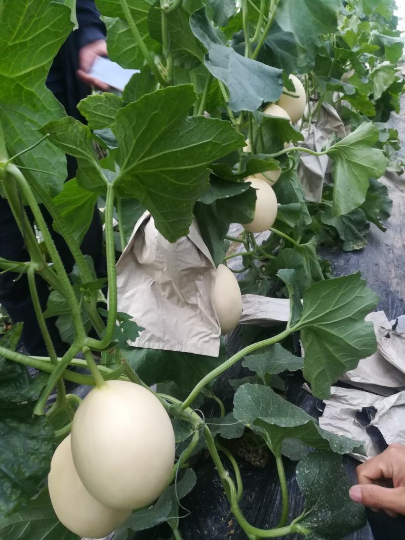 红肉脆梨，各种八里香甜瓜5月份上市，绿色无公害，品种多